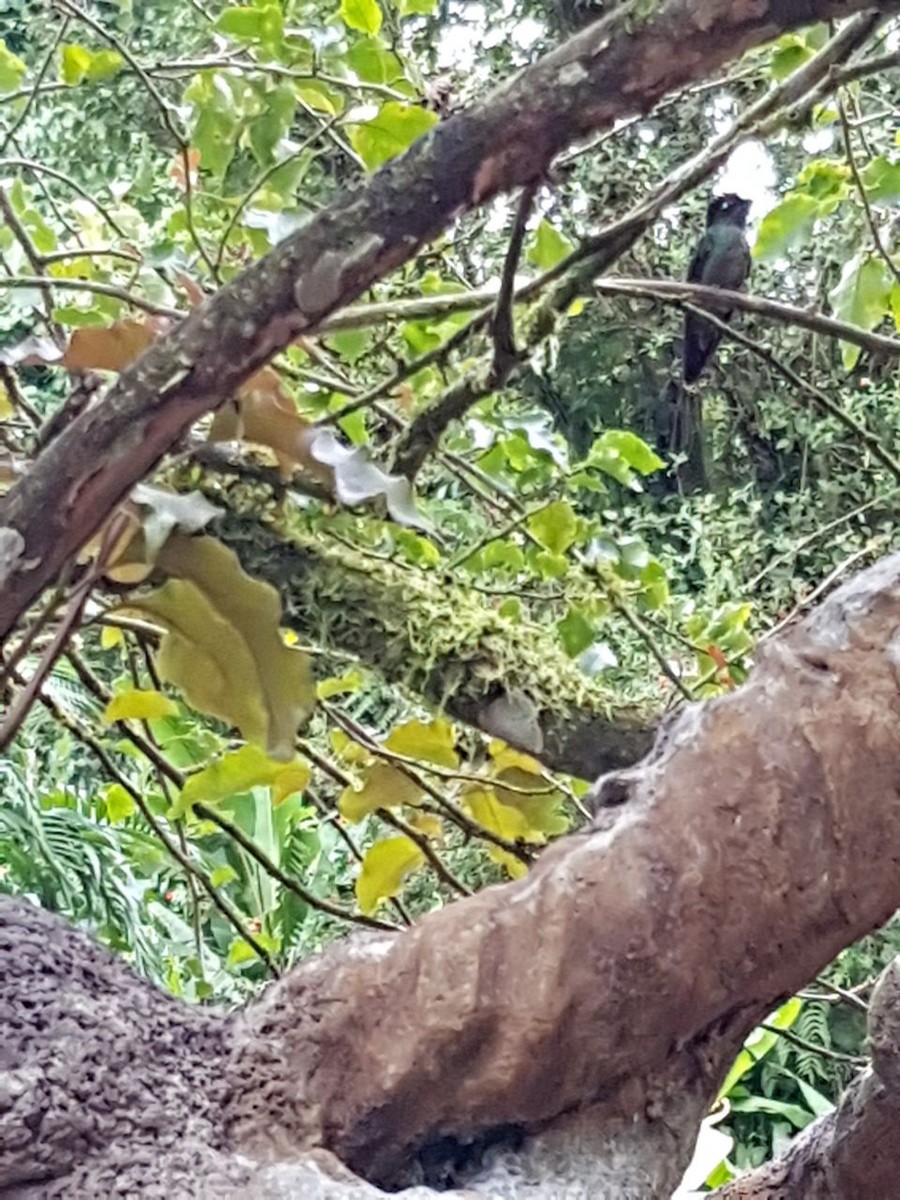 Костариканский колибри-герцог - ML74380231