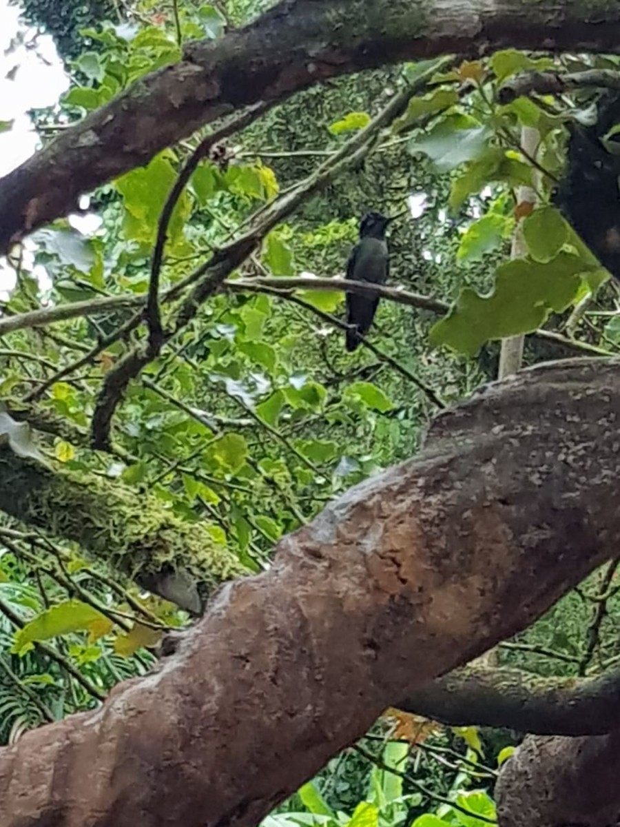 Костариканский колибри-герцог - ML74380311