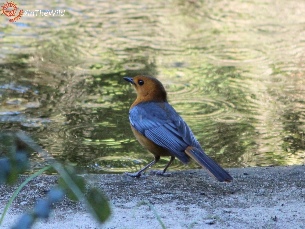 Red-capped Robin-Chat - ML74381021