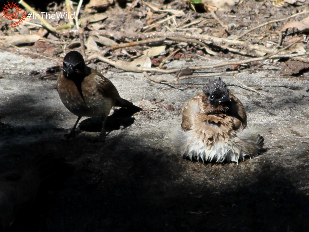 bulbul zahradní [skupina tricolor] - ML74381351