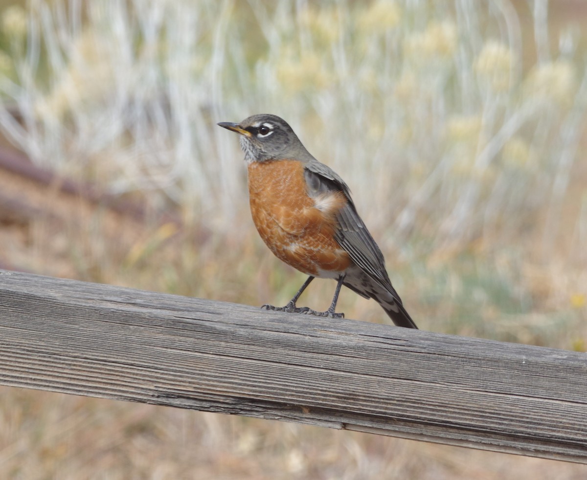 American Robin - Brenda Wright