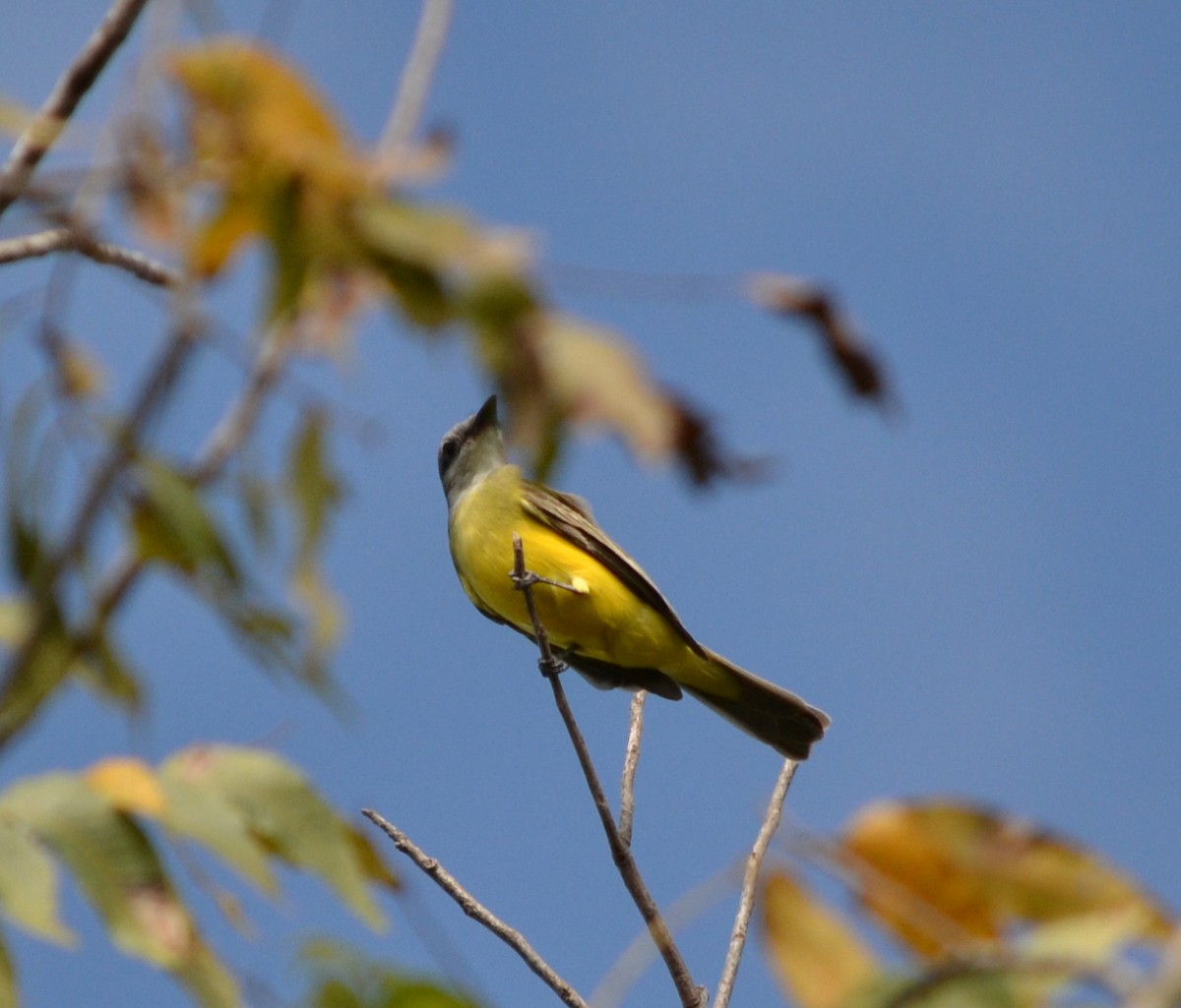 Couch's Kingbird - ML74383051