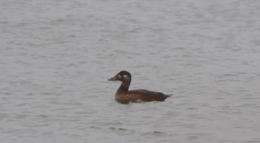 Surf Scoter - ML74383401