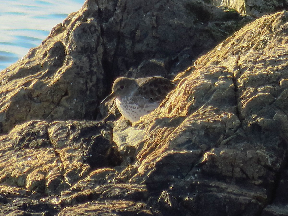 Rock Sandpiper - ML74384881