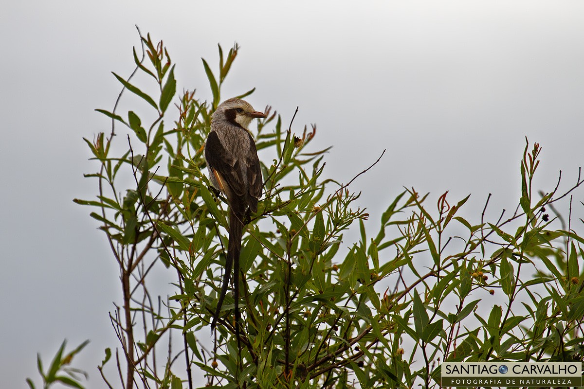 Streamer-tailed Tyrant - Santiago Carvalho