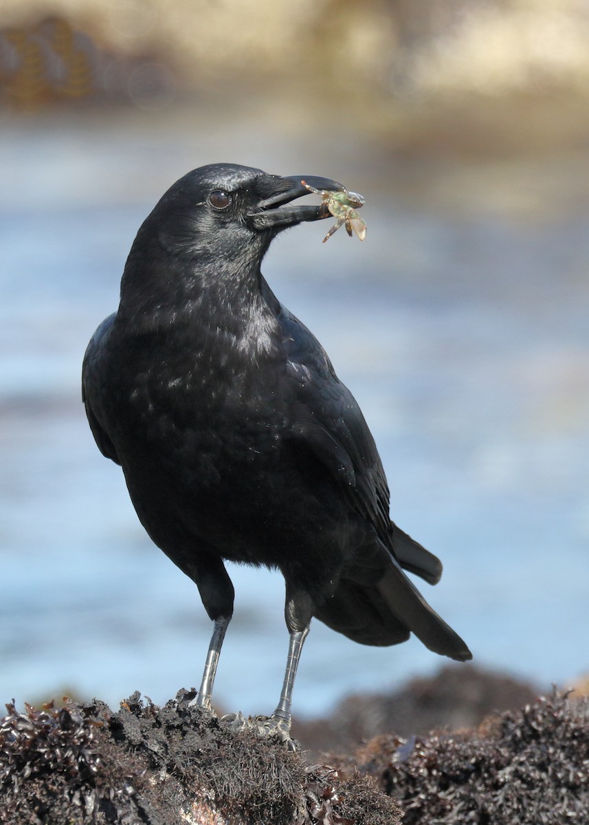 American Crow - ML74386611