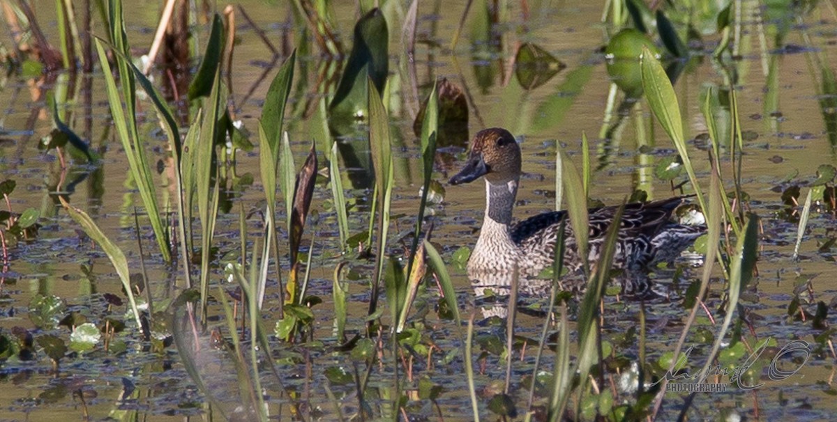 Northern Pintail - ML74386641