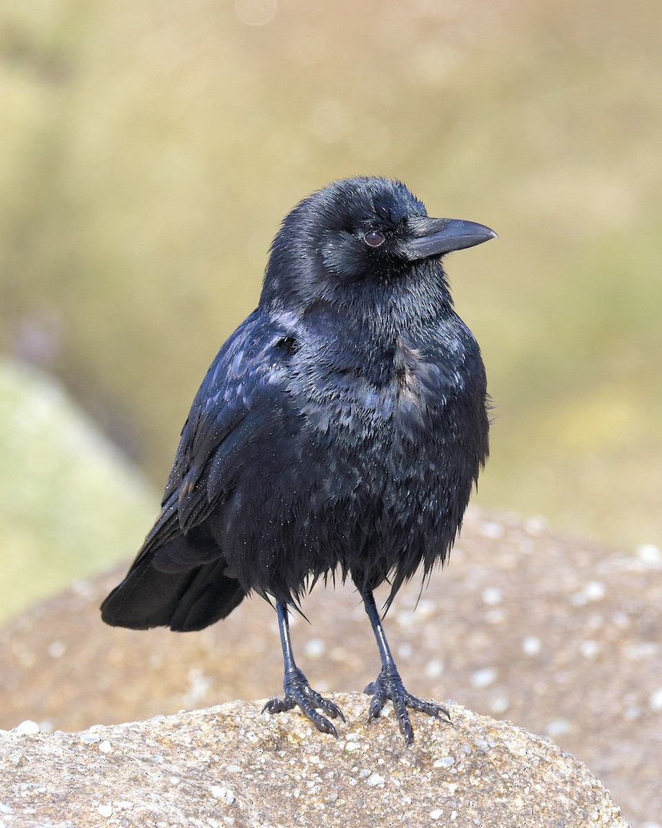 American Crow - ML74386701