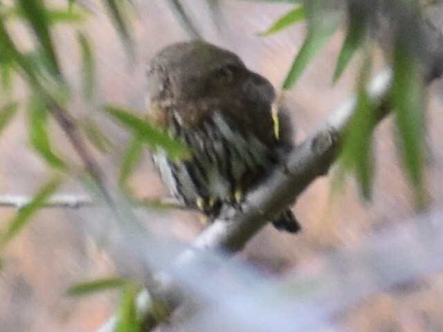 Northern Pygmy-Owl - ML74386871