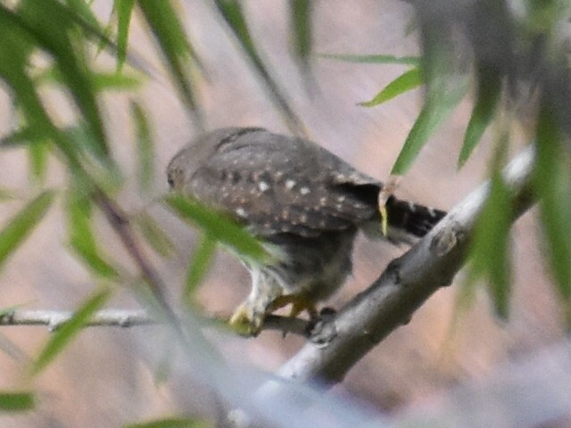 Northern Pygmy-Owl - ML74386881