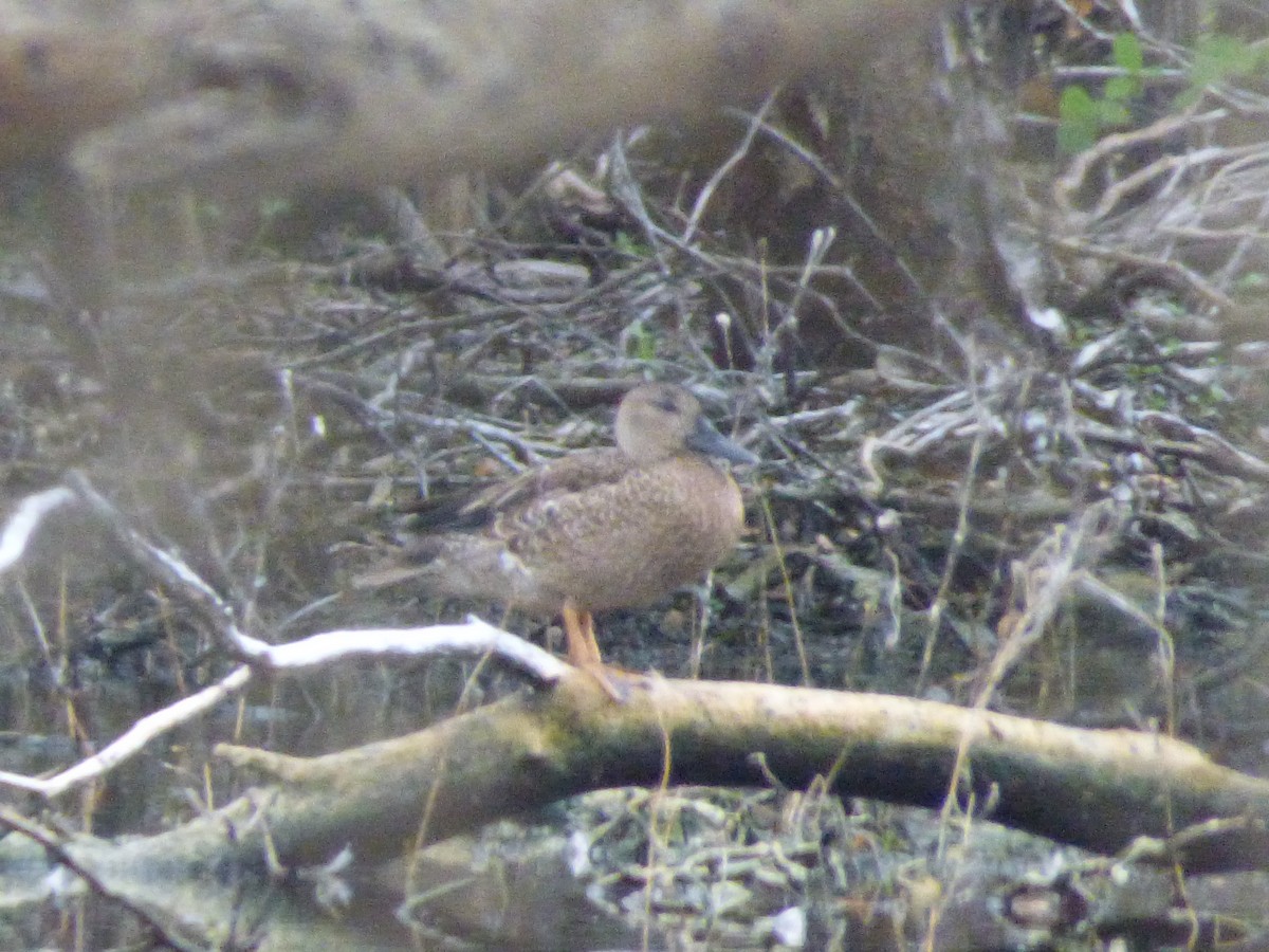 Blue-winged Teal - ML74386911