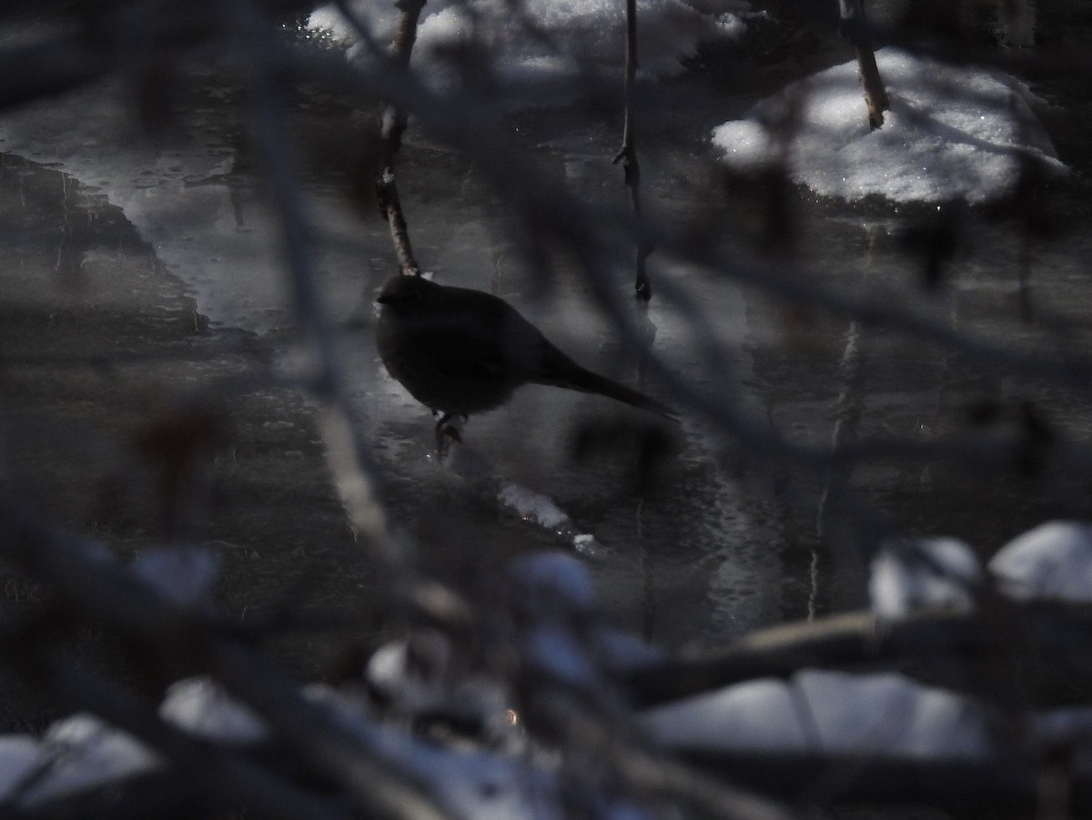 Townsend's Solitaire - ML74388001