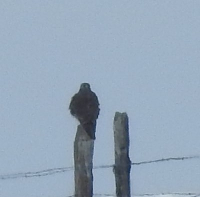 Prairie Falcon - ML74388181