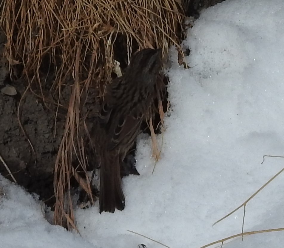 Song Sparrow - ML74388191