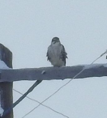 Prairie Falcon - Shane Sater