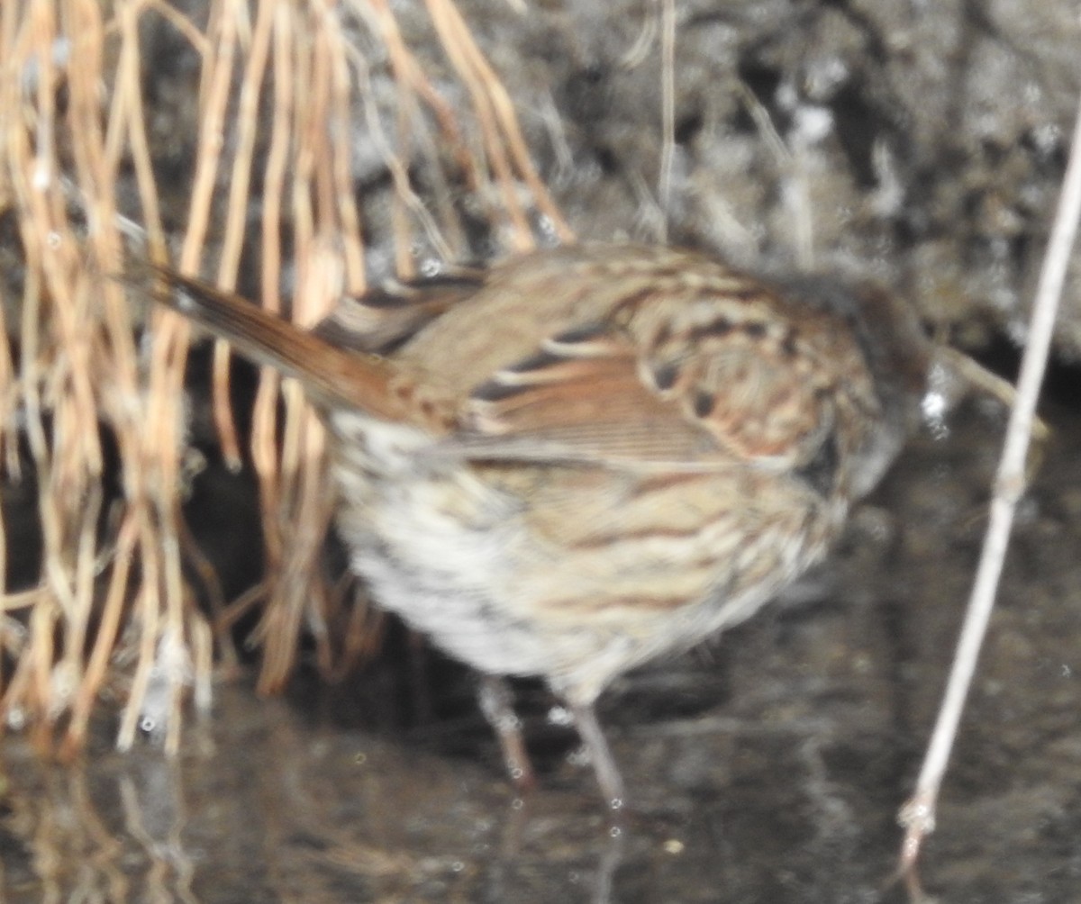 Song Sparrow - ML74388261