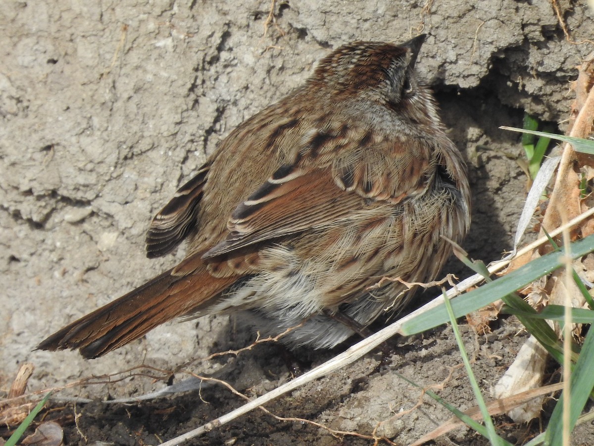 Song Sparrow - ML74388391