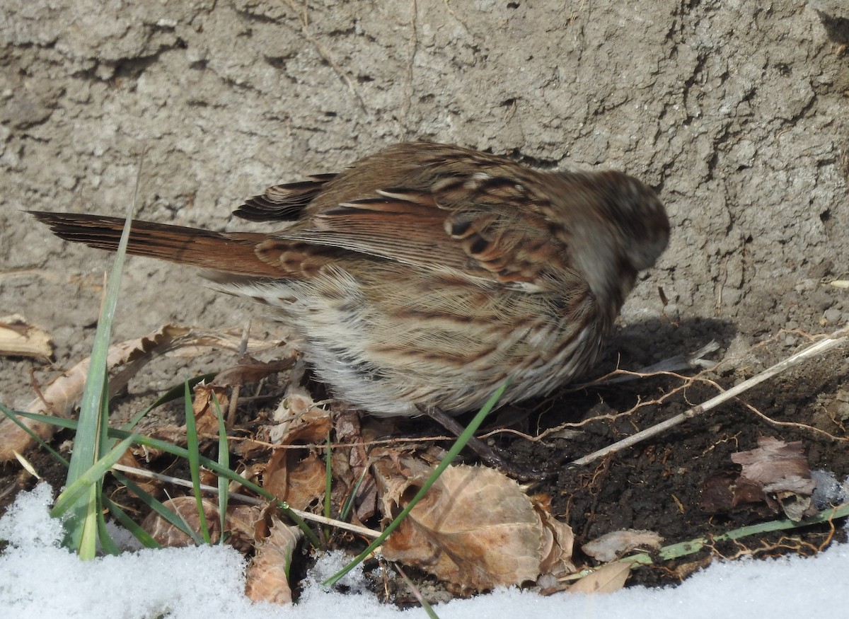 Song Sparrow - ML74388411