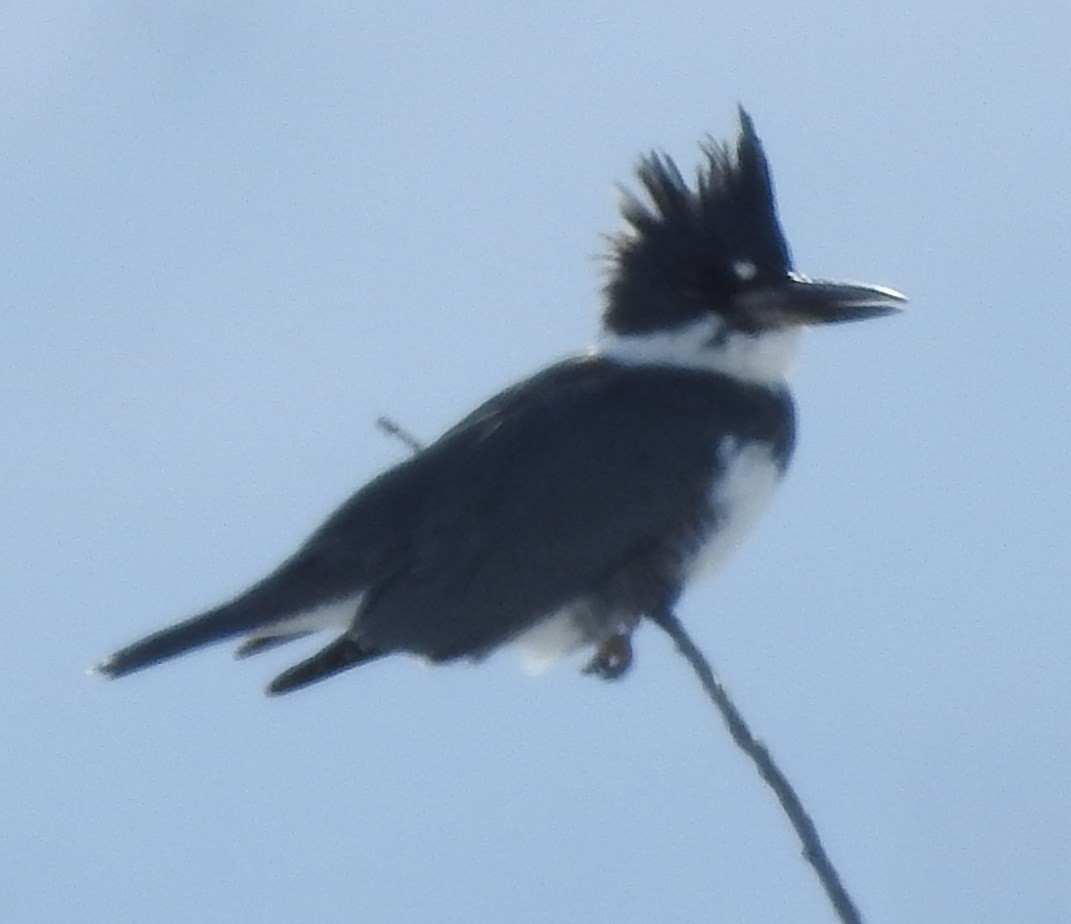 Martin-pêcheur d'Amérique - ML74388431