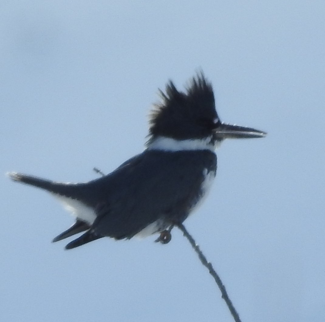 Martin-pêcheur d'Amérique - ML74388471