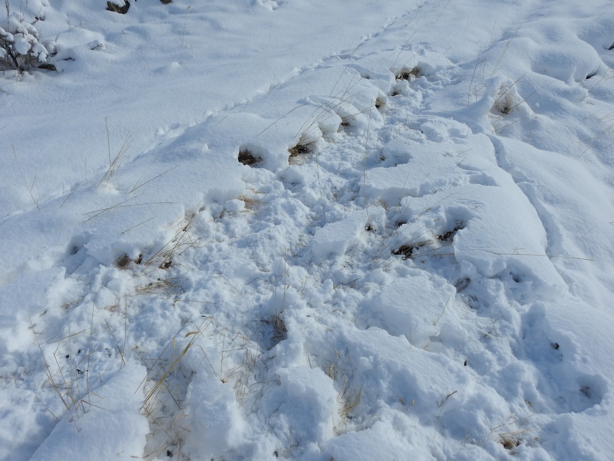 Gray Partridge - ML74388641