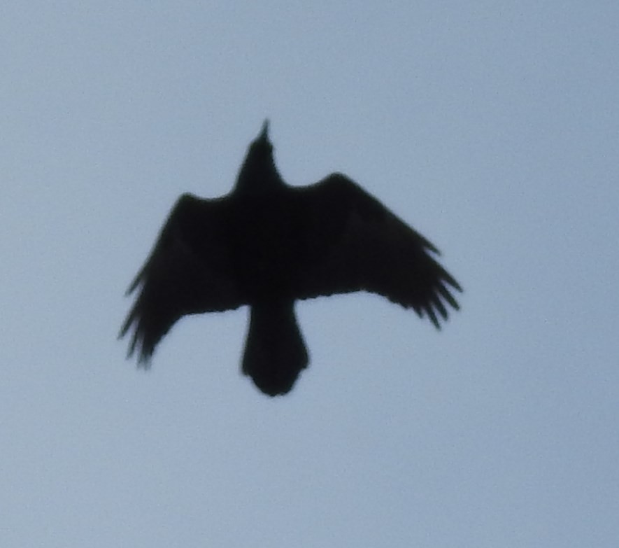 Common Raven - ML74388661