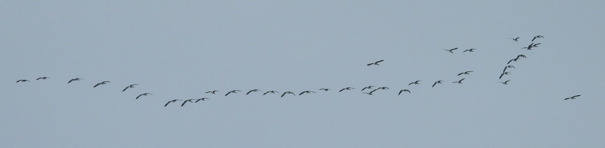 Canada Goose - Shane Sater