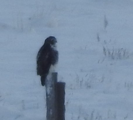 Red-tailed Hawk - ML74388831