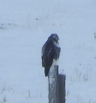 Red-tailed Hawk - ML74388851