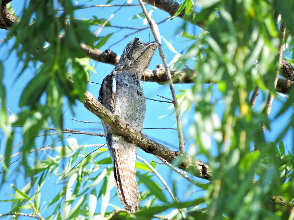 Common Potoo - ML74392901