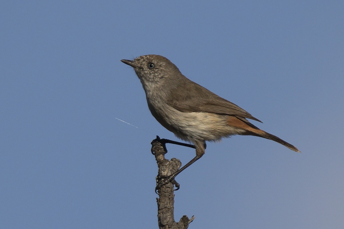 Chestnut-rumped Thornbill - John Cantwell