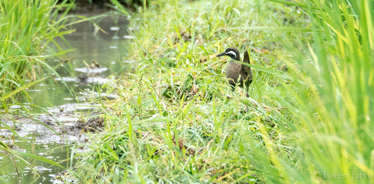 Barred Rail - ML74393691