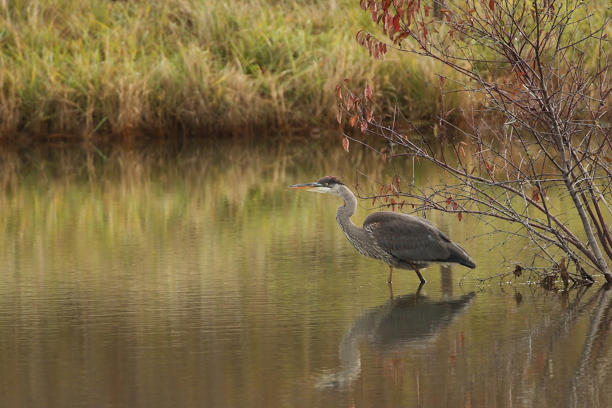 Great Blue Heron (Great Blue) - ML74394621