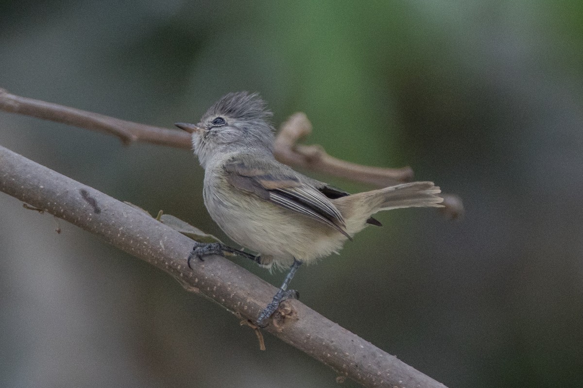 Southern Beardless-Tyrannulet - ML74395761