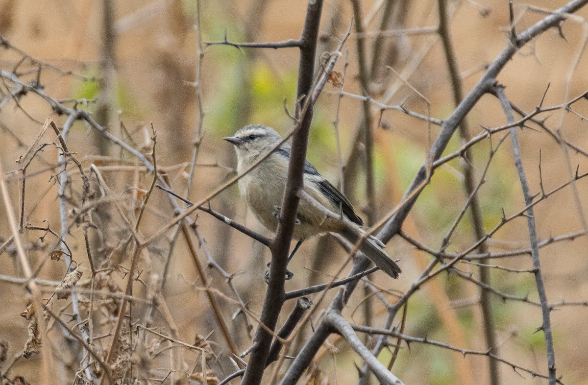 Cinereous Conebill - ML74396571