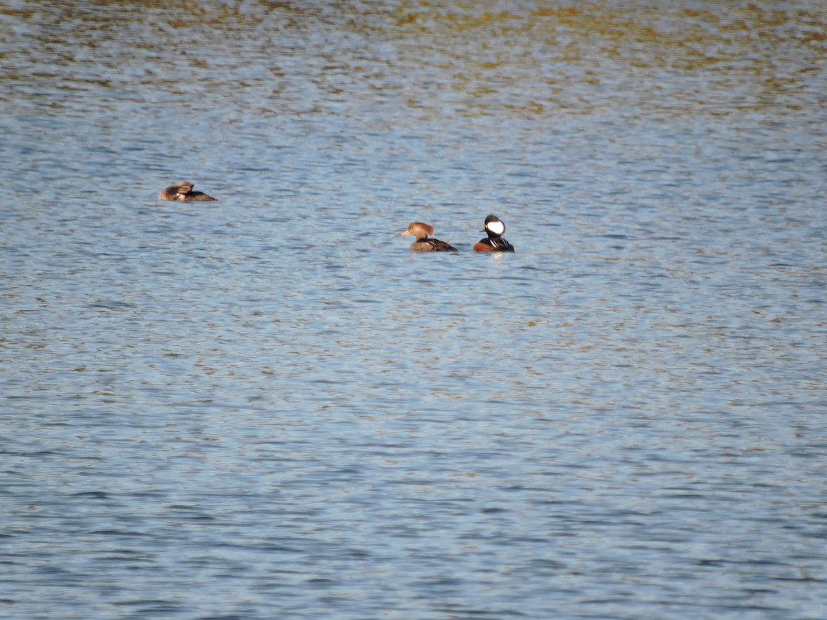 Hooded Merganser - Melody Walsh