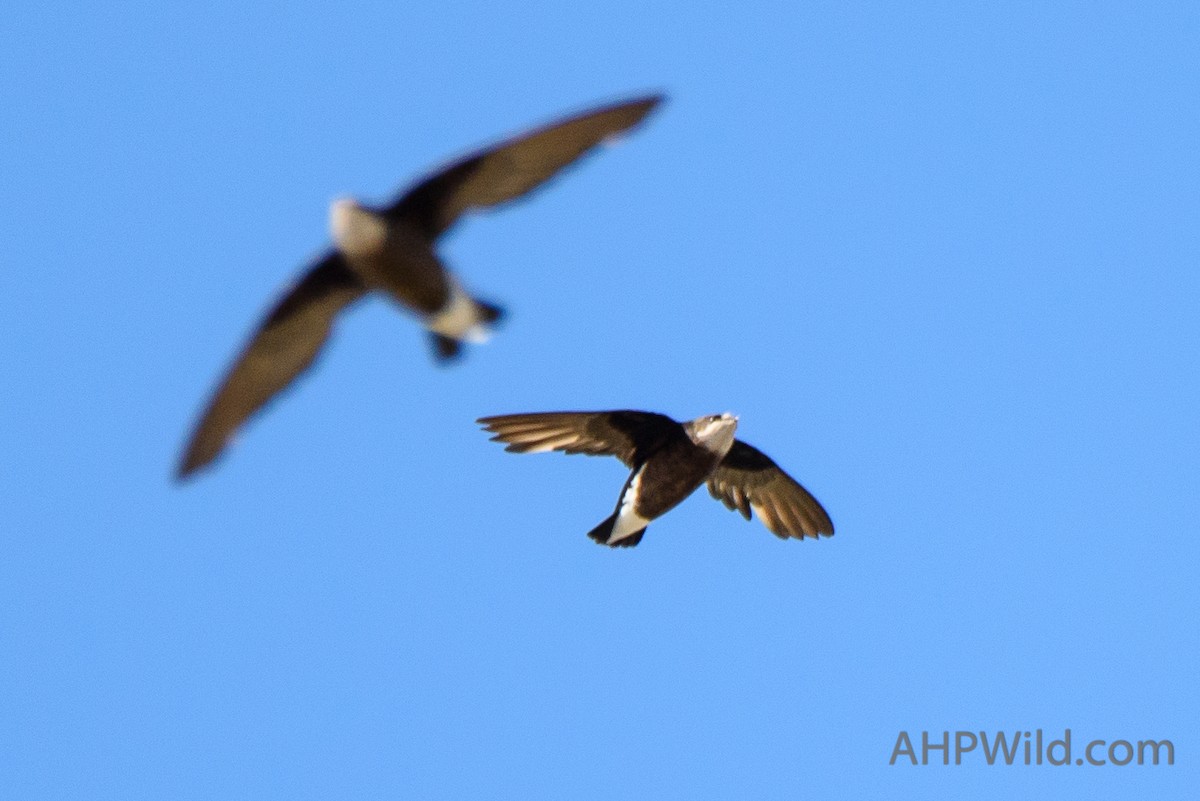 White-throated Needletail - ML74397841