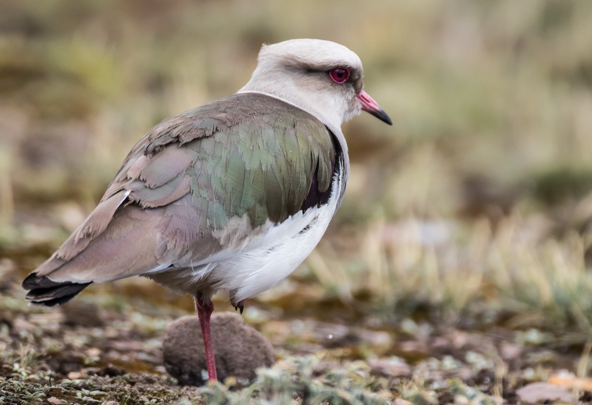 Andean Lapwing - Blake Matheson