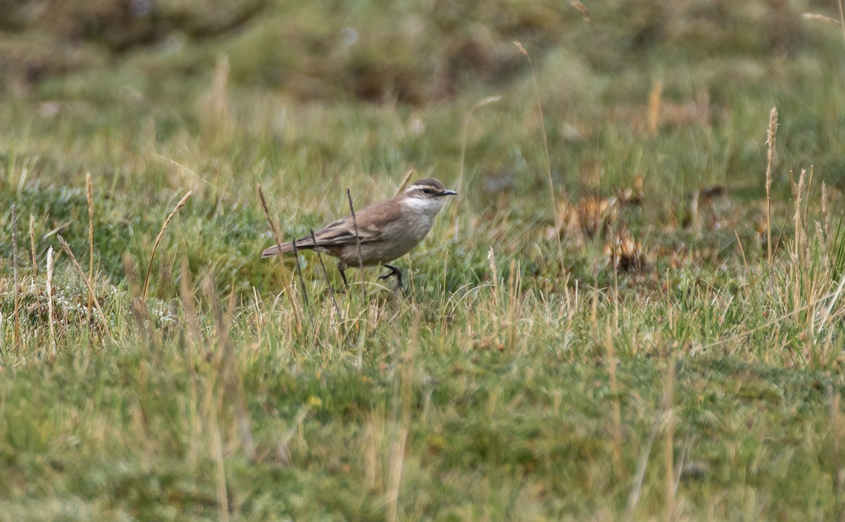 Cream-winged Cinclodes - ML74398821