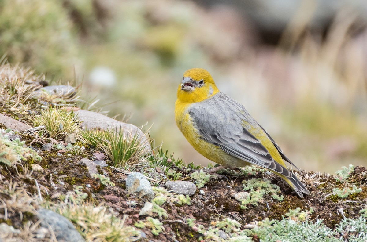 Bright-rumped Yellow-Finch - ML74399391