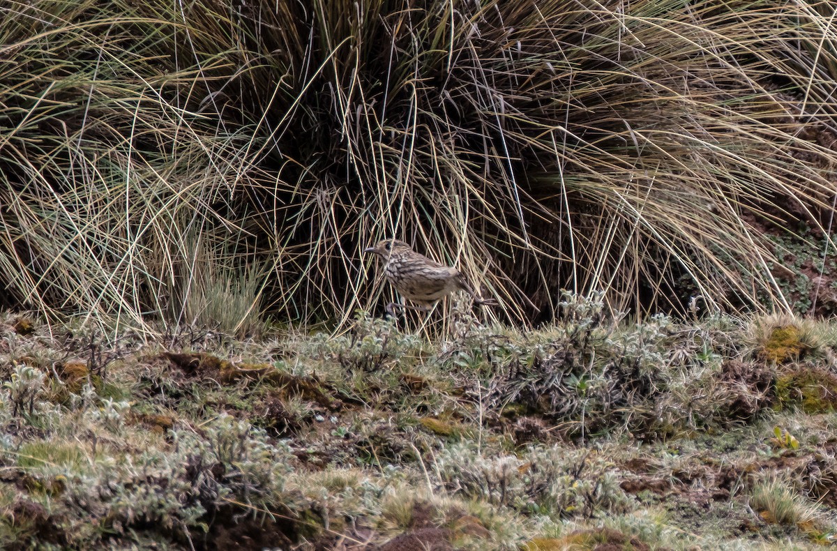 Stripe-headed Antpitta - ML74399551