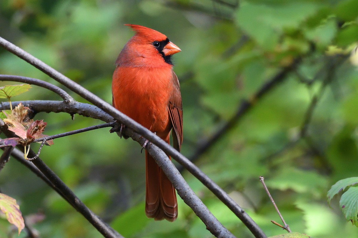 Northern Cardinal - terence zahner