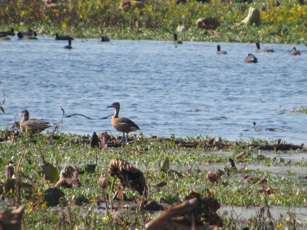 Fulvous Whistling-Duck - ML74401001