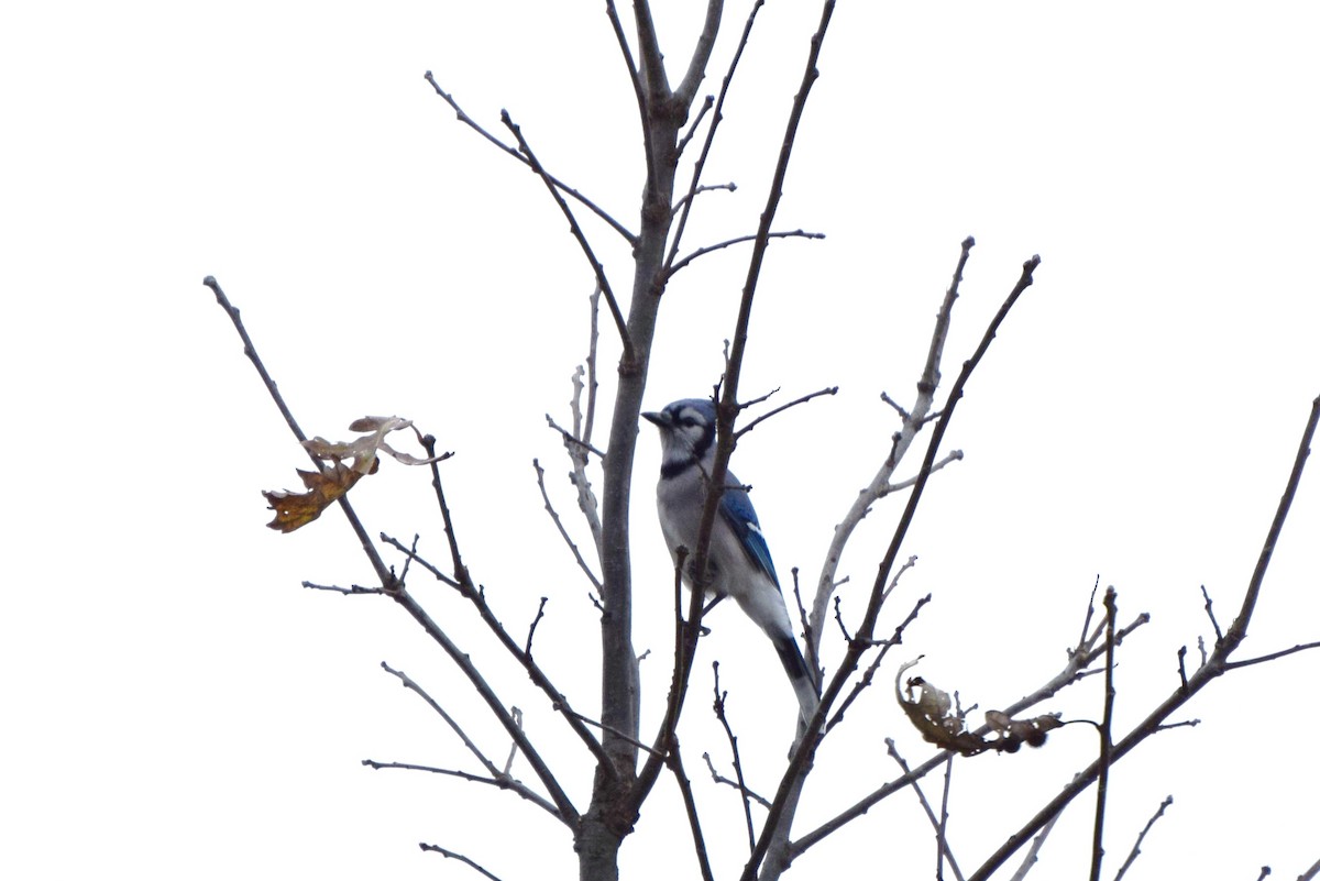 Blue Jay - ML74401761