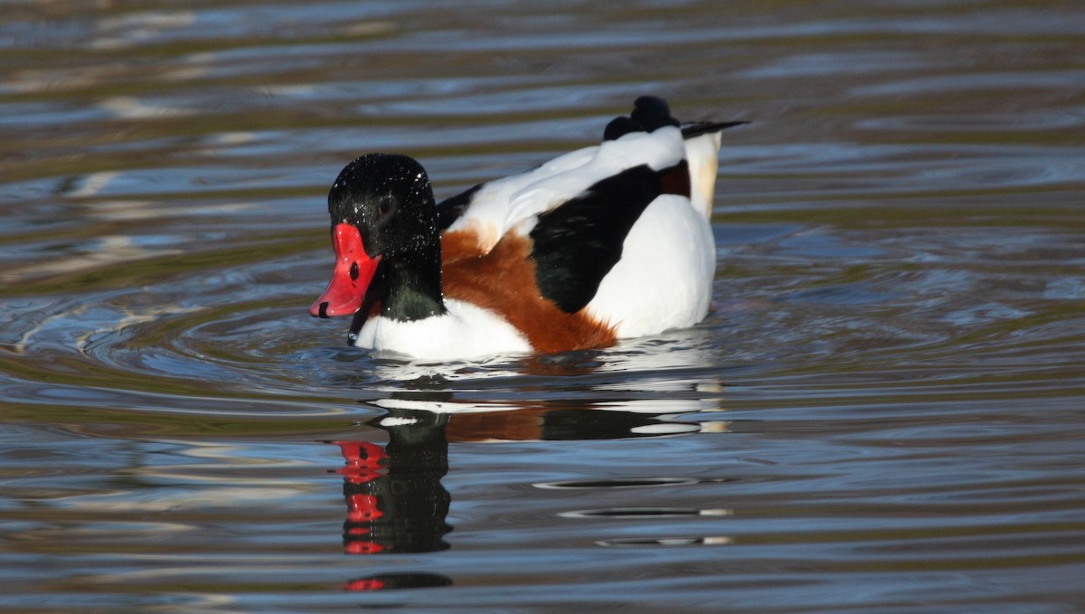 Common Shelduck - ML74403241