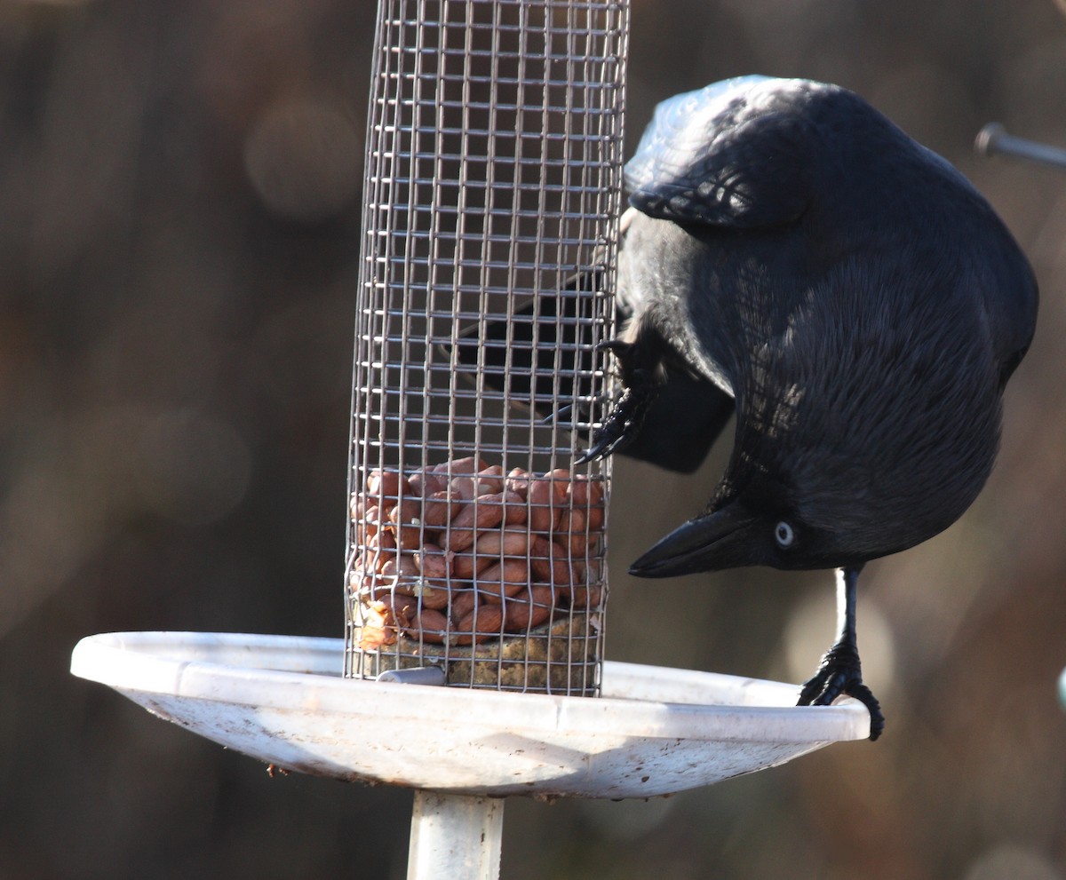 Eurasian Jackdaw - ML74403991