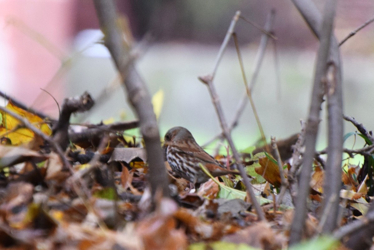 Fox Sparrow - ML74404001