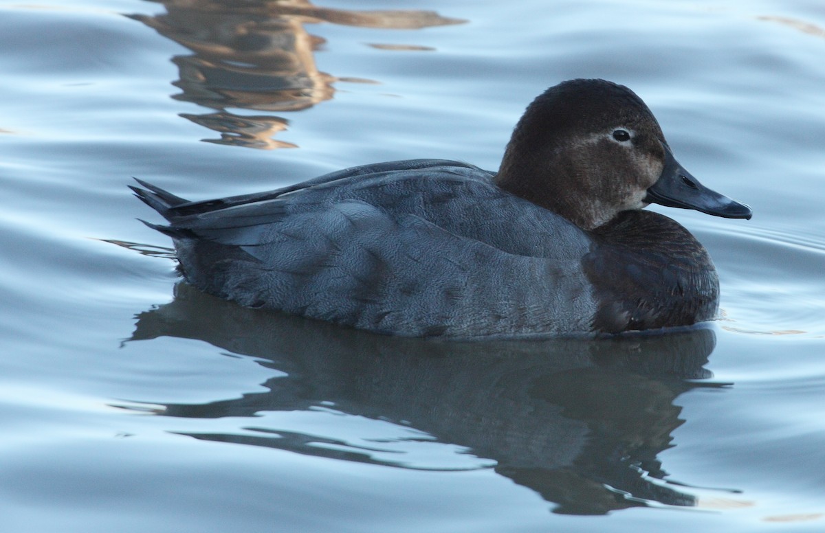 Common Pochard - Andrew Steele