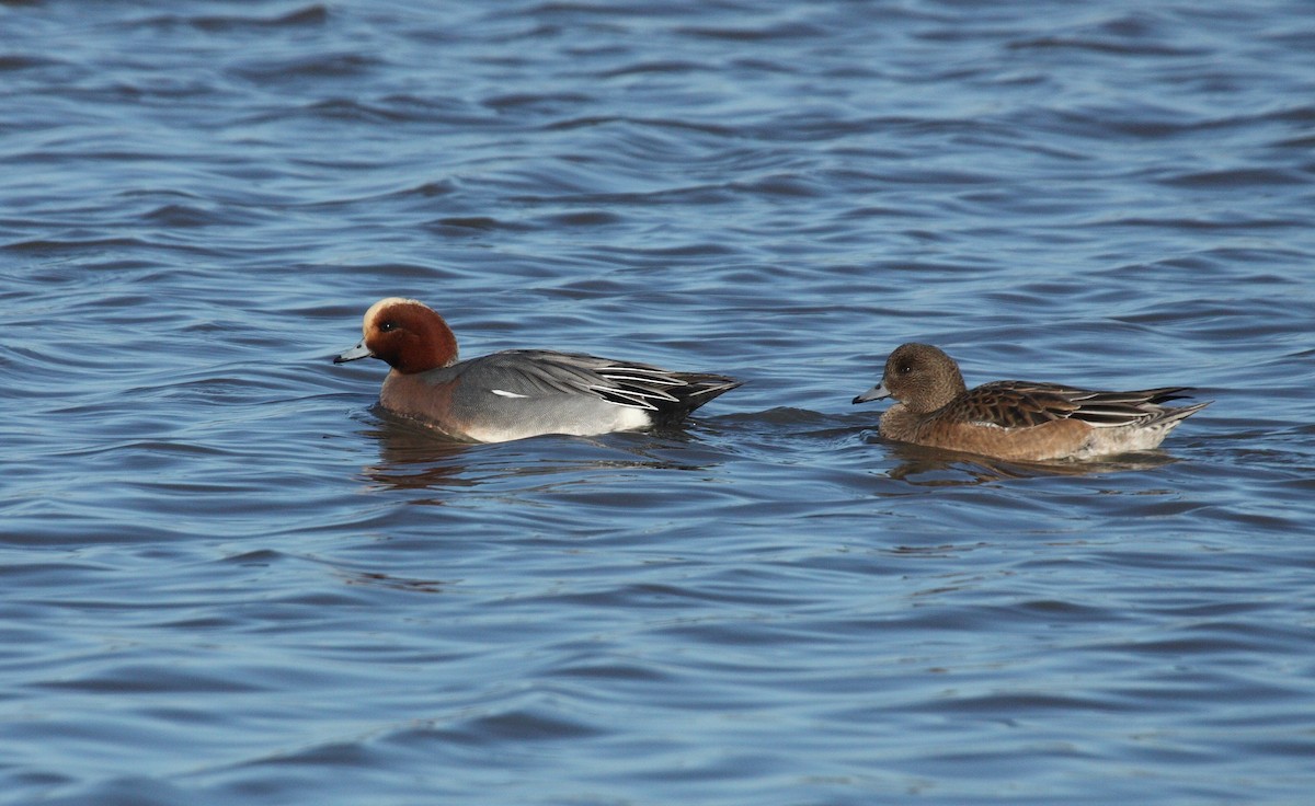 Eurasian Wigeon - Andrew Steele