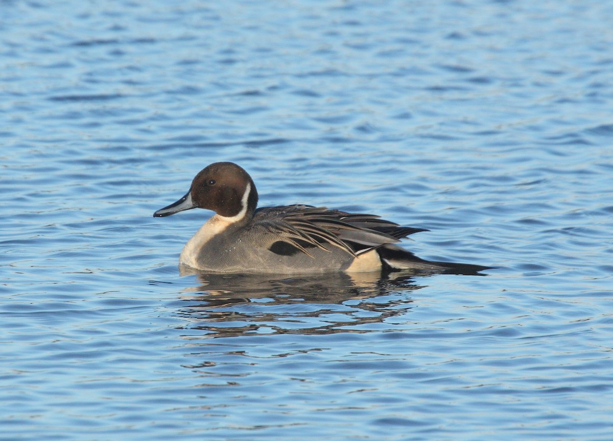 Northern Pintail - ML74405291